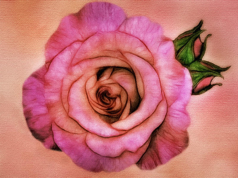 Pink Rose by allison731 Pink Rose by allison731