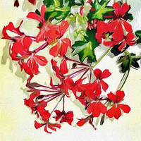 Red Geranium on Canvas