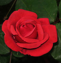 Red Rose