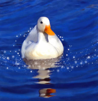 White Duck