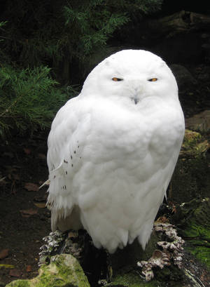 Snowy Owl by allison731