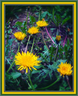 Dandelion by allison731