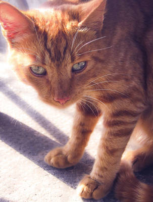 Ginger Cat by allison731