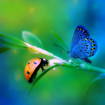 Spring Beauty II by allison731