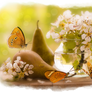 Pears and Butterflies