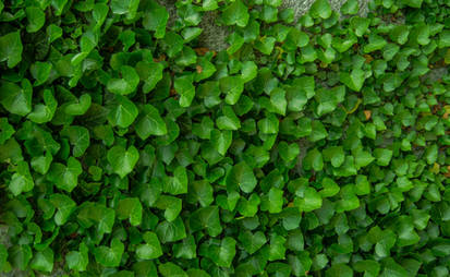 Ivy on the Wall II