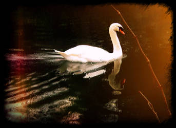 Swan Premade Stock