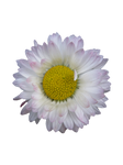 Daisy-PNG Stock by allison731
