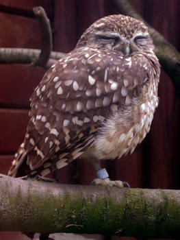 Little Owl