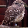 Little Owl