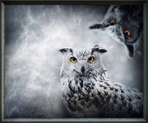 Owls-Art II