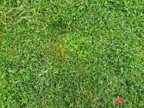 Green Grass-II