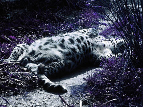 Leopard in Dreams-II