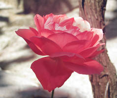 Rose Flower