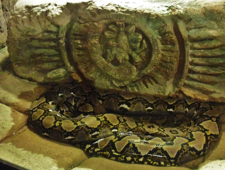 Beware The Python Beware the Python by CarolynParks29 on DeviantArt