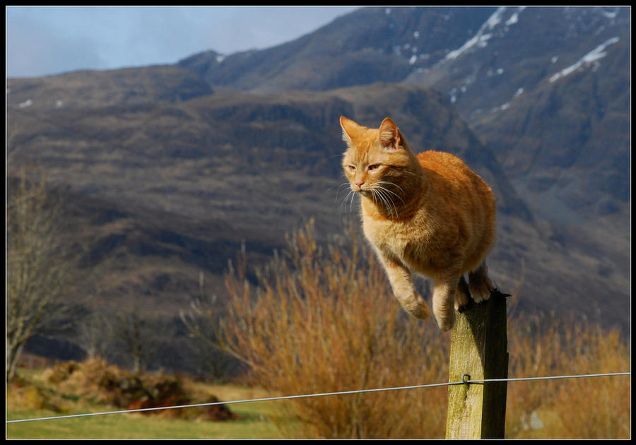 Pippin the cat leaping