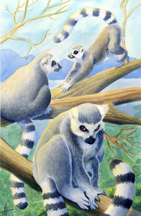 Lemurs