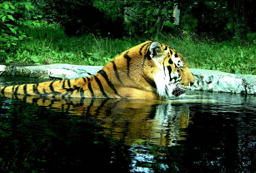 Thinker Tiger