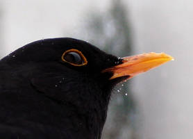 Hubert, the Blackbird