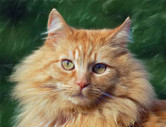 Orange Cat