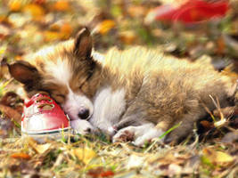 Collie Pup