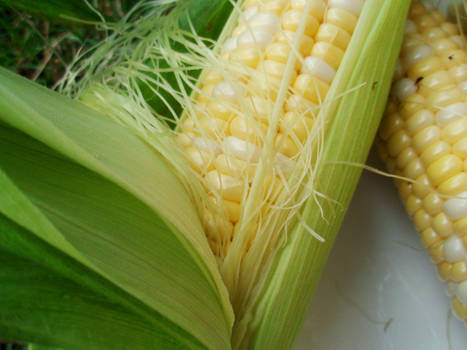 Corn