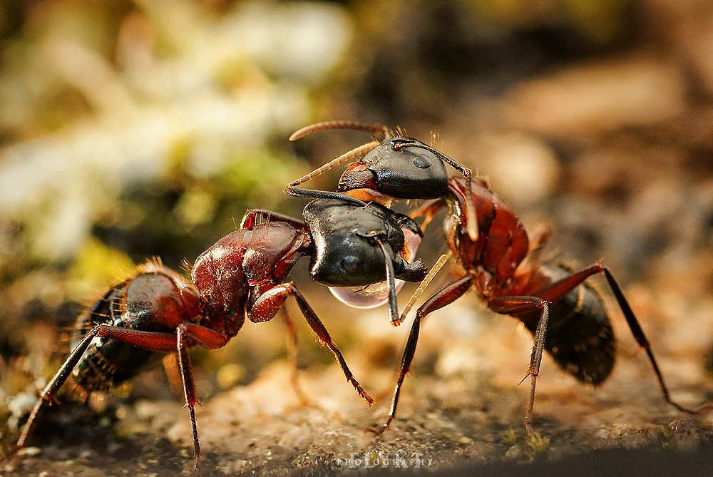 Trophallaxis Drop