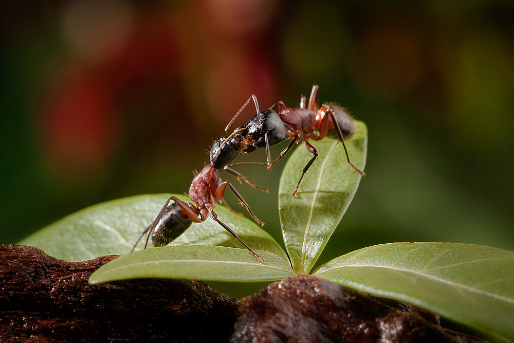 Trophallaxis Kiss