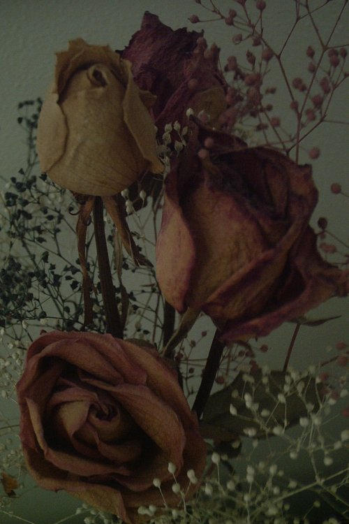 Dead Roses by thebinaryman on DeviantArt