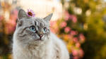 Cat in Flowers by Bagirushka