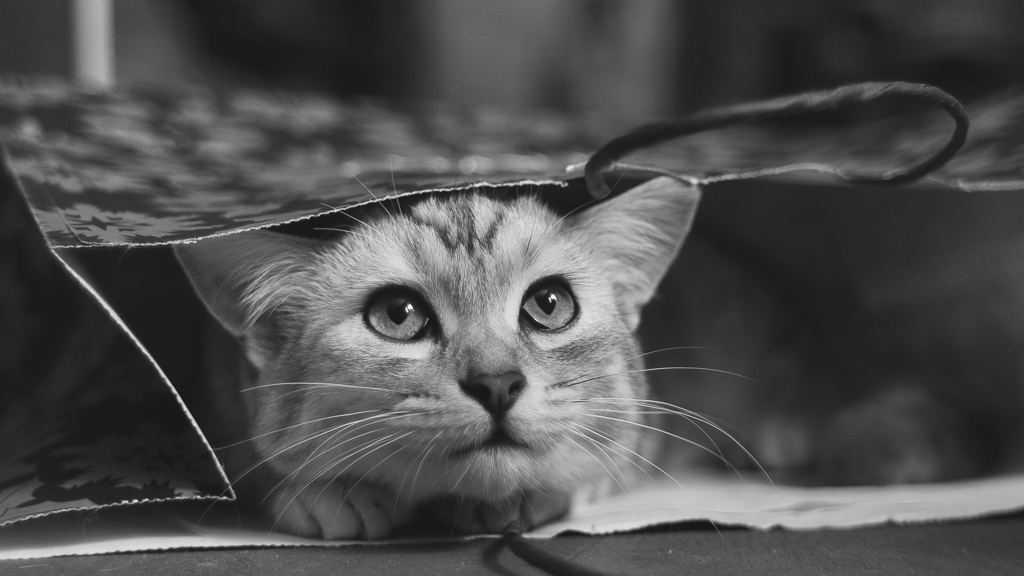 Cat in the bag by Bagirushka Cat in the bag by Bagirushka