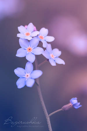 Forget-Me-Not by Bagirushka