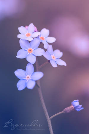 Forget-Me-Not by Bagirushka Forget-Me-Not by Bagirushka
