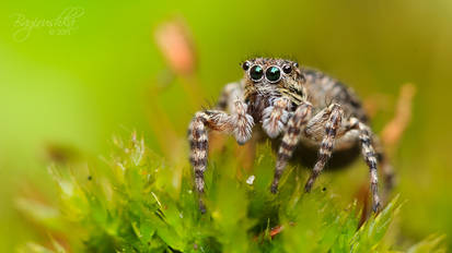 Jumping spider