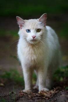 white cat with beautiful eyes