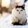 Calico cat