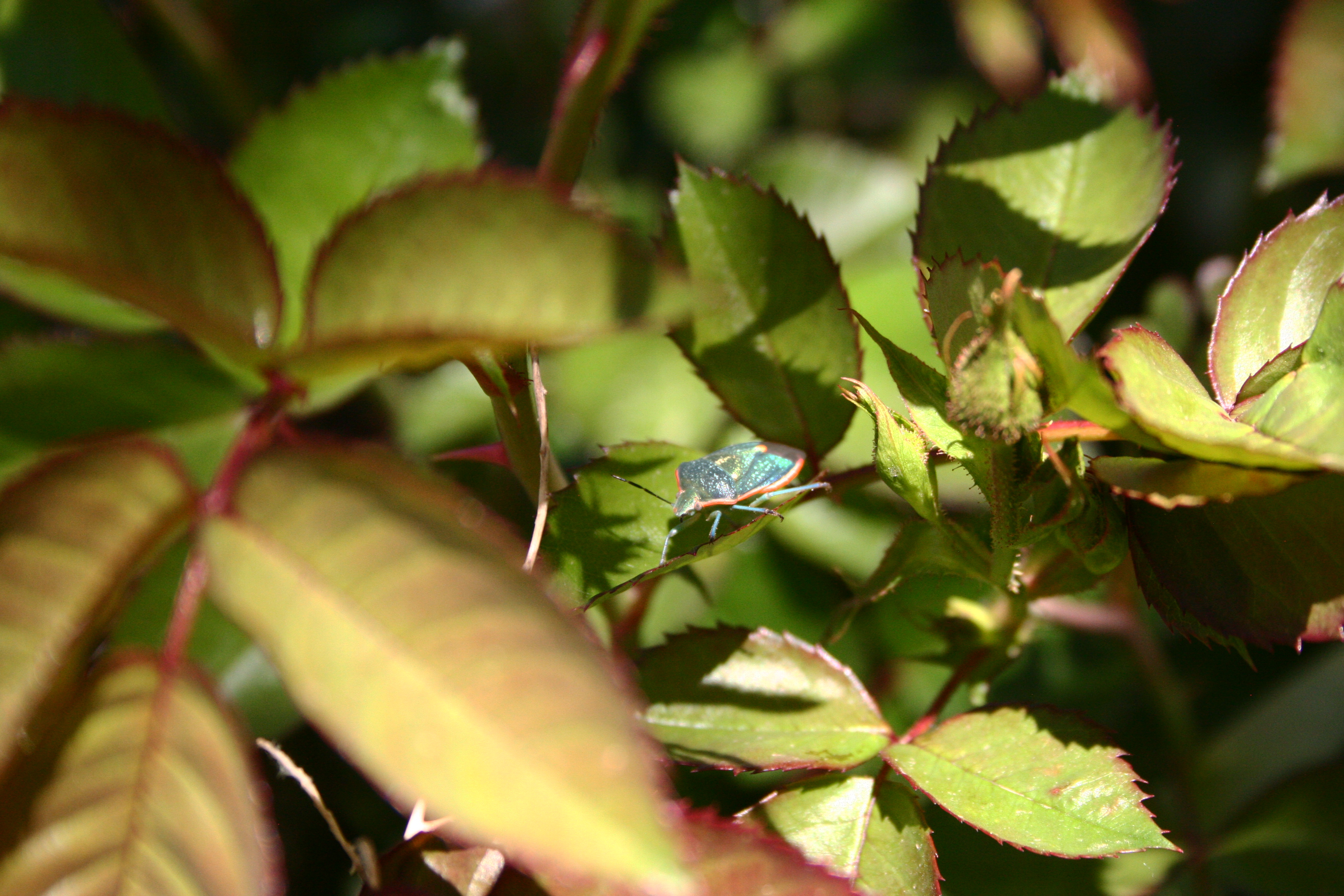 Beetle in the Rose Bush