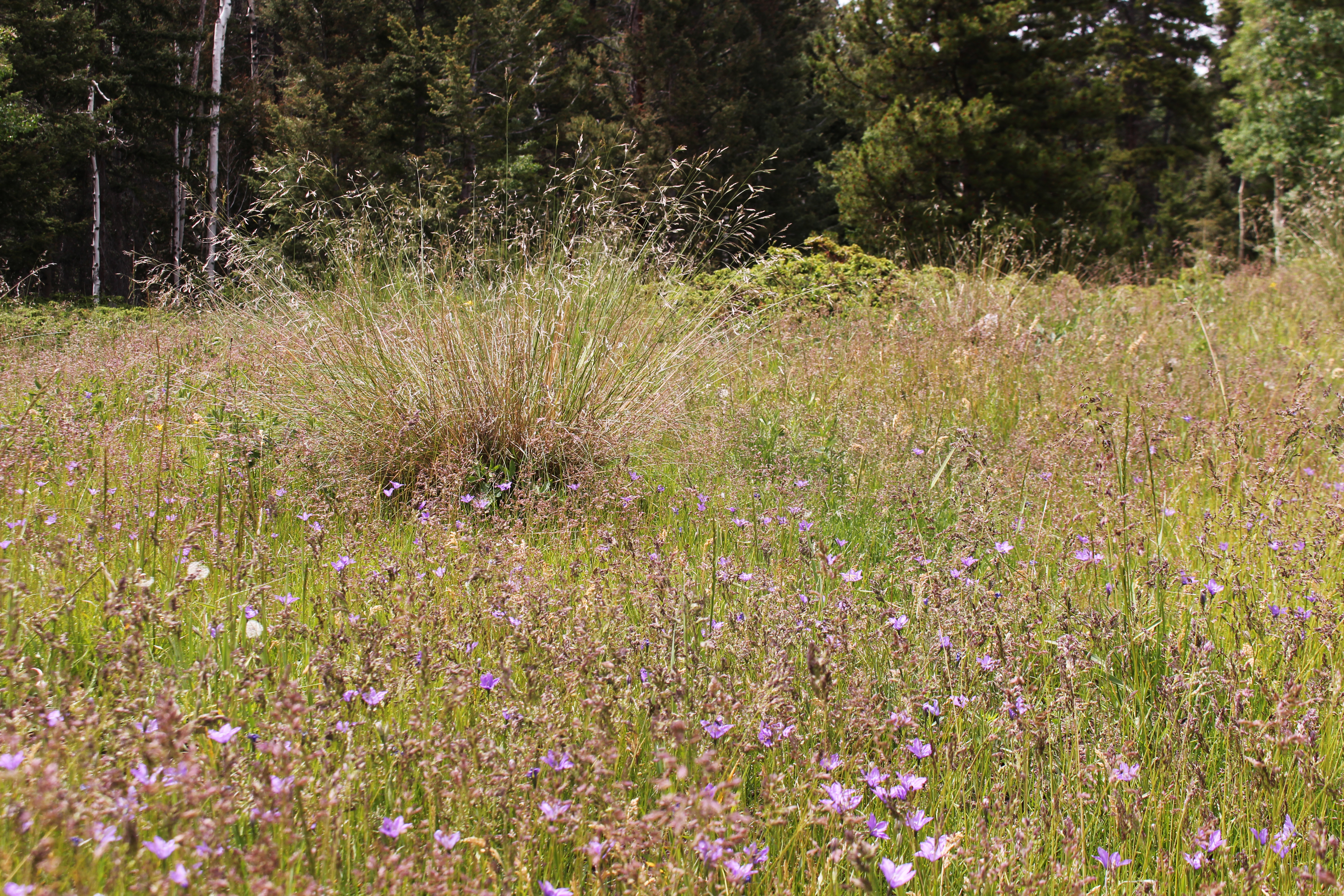 Field of Wildflowers