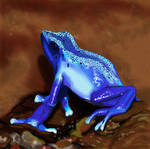 Frogg by brujaslight