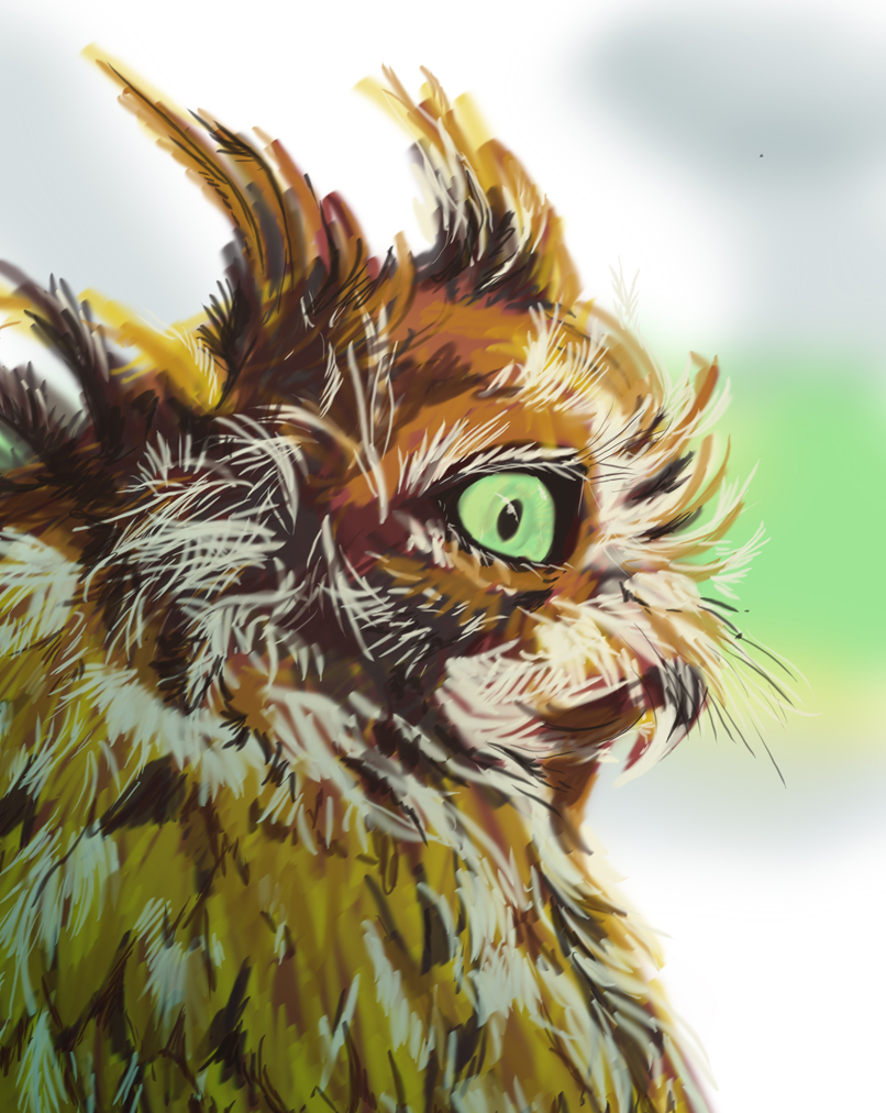 Owl Study