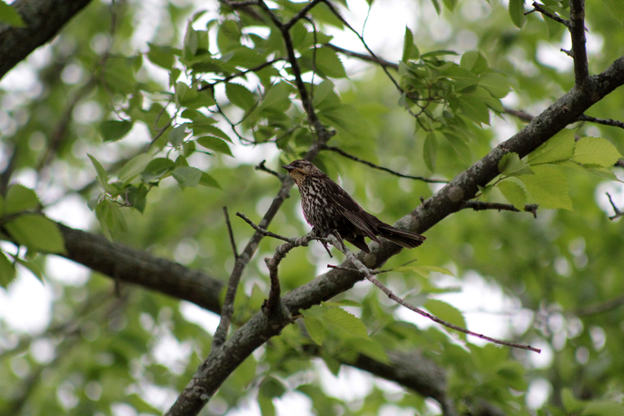 Red-winged Blackbird Female