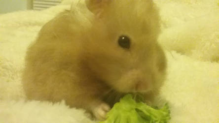 Hermione Wuvs Her Broccoli