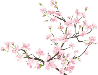 Cherry Blossoms (4)