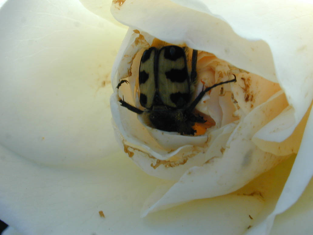 Basya Bug bug by faxstaff on DeviantArt