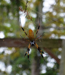 Golden Silk Orb Spider front