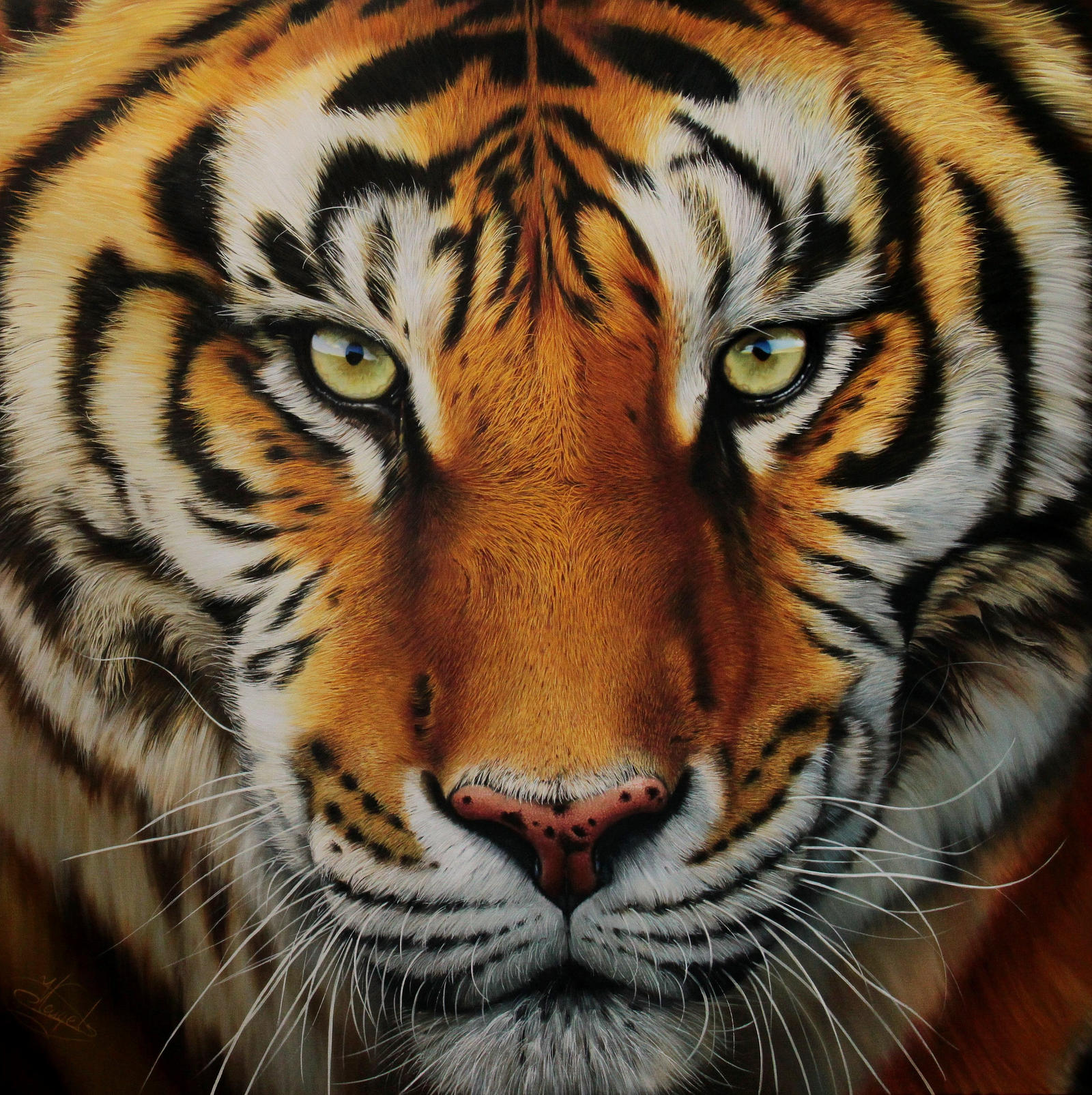 Tiger by Raipun