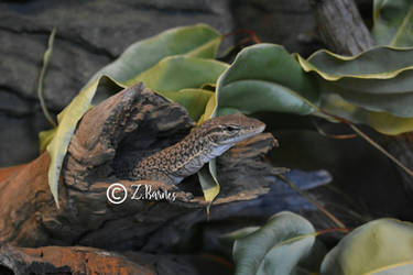 Varanus Tristis