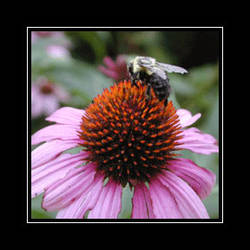 Bee and Coneflower, Maryland