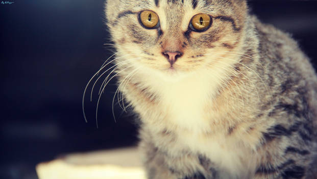 Street cat)