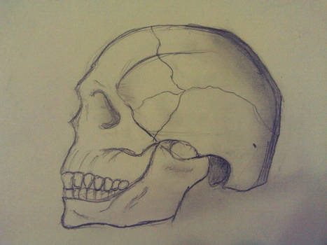 Skull